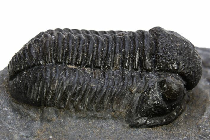 Detailed Gerastos Trilobite Fossil - Morocco #319947